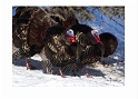 022811_8080-Whiskey River Turkeys
